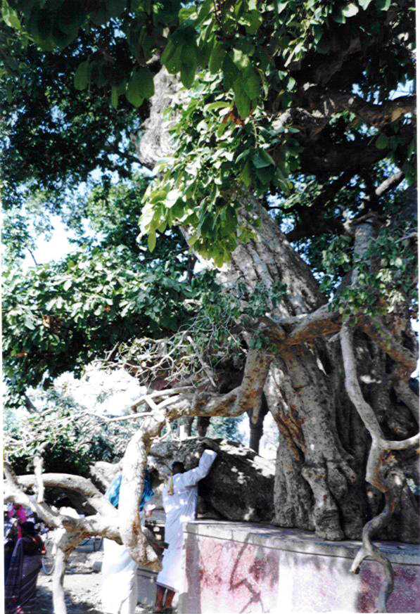 gal/Vrindavan_Dhama/Krishna-Kaliya tree.jpg